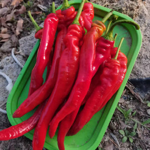 新鲜红螺丝椒现摘现发红辣椒香辣做辣椒酱二荆条中辣泡椒剁椒