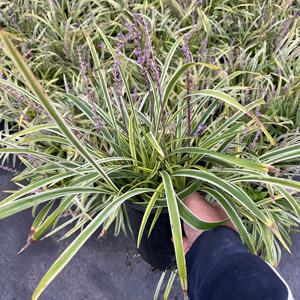 金边麦冬草盆栽庭院室外阳台花卉耐寒好养造景花坛花园搭配