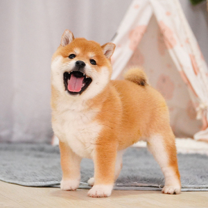 纯种柴犬幼犬双血统幼崽活体宠物狗狗短毛家庭小型豆柴赛级宠物犬