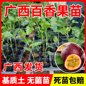 广西百香果苗盆栽紫香四季百香果黄金百香果树苗爬藤植物当年结果