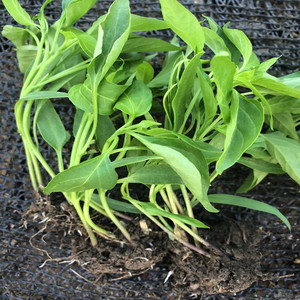 薄皮螺丝辣椒苗