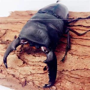 巴拉望巨扁锹甲成虫 独角仙成虫幼虫斗虫活体爬虫甲虫独角仙锹甲