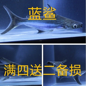 蓝鲨虎头鲨淡水鲨鱼大白鲨白化鲨凶猛热带鱼观赏鱼活体