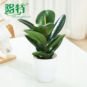 绿金刚盆栽室内好养水培绿植美国榕花卉垂吊黑金刚植物