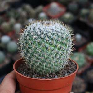 希望丸实生仙人球稀有硬刺开花好养仙人掌多肉办公室防辐射小盆栽
