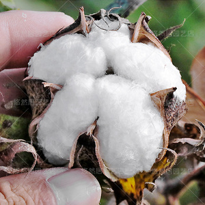 棉花仔棉花籽
