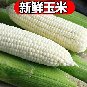 重庆高山糯玉米8斤现掰现发带壳新鲜现摘黏玉米四川白玉米自种