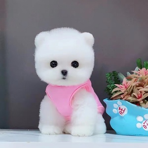 茶杯犬真狗博美幼犬宠物狗狗活物比熊犬可爱长不大的小狗迷你袖珍