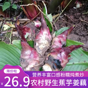 重庆农村野生姜藕旱藕蕉芋芭蕉芋头粗粮杂粮可做种子