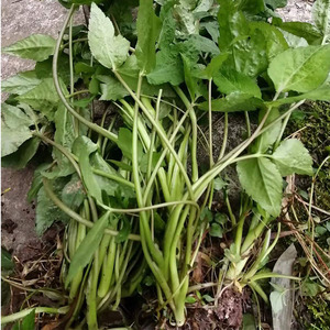 重庆野菜新鲜鸭脚板大叶菜野芹菜鸭脚掌时令蔬菜