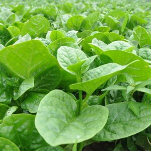 四季高产潺菜藤菜紫角叶豆腐菜大圆叶木耳菜种籽子菊三七蔬菜种孑