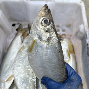 462人付款淘宝酒店创意纯白色餐具1米超大号刀鱼带鱼鳗鱼火锅肉盘会所