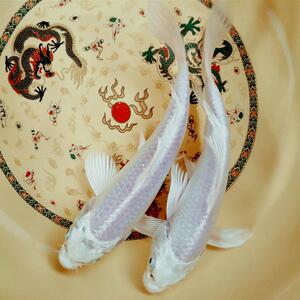 小鲤鱼活体观赏鱼