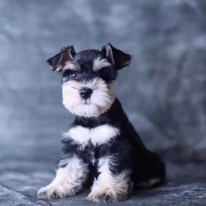 苏州犬舍雪纳瑞幼犬老头雪拉瑞狗犬活体幼崽超萌花色雪纳瑞活体活