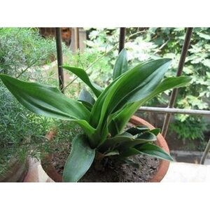 四季常青植物万年青别名开喉剑九节莲冬不凋铁扁担盆栽花卉苗子