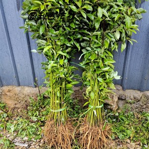 香樟苗香樟树苗小叶香樟苗香樟芽苗油樟苗绿化香樟树小苗香樟幼苗