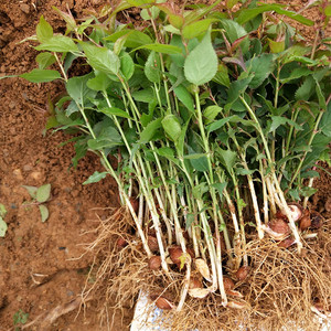 酸梅苗 青梅苗 梅子苗青梅实生苗酸梅芽苗落叶树苗果树嫁接砧木苗