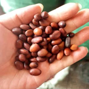 中药材皂角子皂角籽黑皂角籽皂荚树种子大  中  小新种子包邮