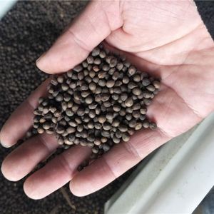 美人木棉树种子