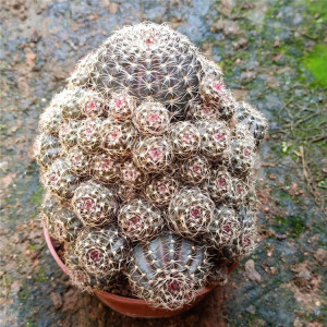 辉煌丽花仙人球 丽花球属室内吸甲醛桌面多肉植物易养美观防辐射