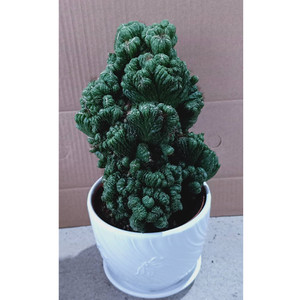 可用那年淘宝山影拳仙人山植物仙人掌盆景虎头峰罗汉山仙人柱多肉