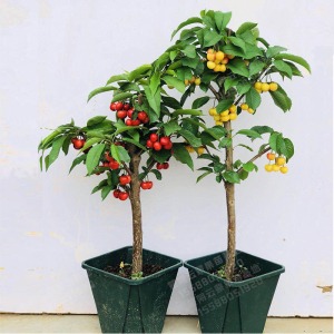 大车厘子树苗樱桃树苖嫁接矮化室内地盆栽当年结果南北方种植果树