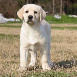 出售纯种奶白色拉布拉多导盲神犬大骨架高智商拉布拉多幼犬宠物狗