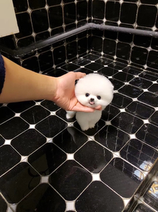 0087人付款淘宝出售家养纯种比熊幼犬小体法国卷毛活体纯白色小型宠物