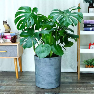 老桩龟背竹植物室内大叶吸甲醛大盆栽观叶绿植客厅北欧开背龟背竹