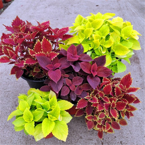 彩叶草五彩盆栽室内外阳台庭院摆放多色观赏绿植彩色观叶植物