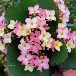 婉婉的花园长寿花盆栽单瓣大花带花苞进口变色稀有新品种七彩糖条