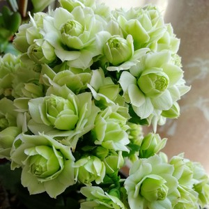 婉婉的花园长寿花盆栽重瓣大花苞带花苞进口稀有新品种绿巴黎