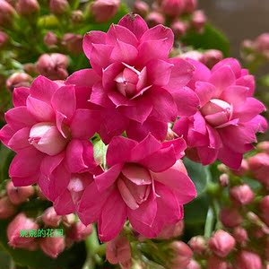 婉婉的花园长寿花盆栽重瓣大花苗带花苞进口稀有新品种粉色佳人