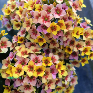 婉婉的花园长寿花盆栽单瓣花苗带花苞进口复色稀有新品种猫眼系列