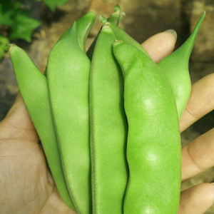 东北大宽油豆角