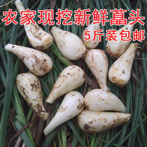 荞头新鲜5斤现挖无叶茭头生头藠头教头可腌制泡菜乔头农家自种