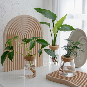 篱笆花社 水培澳洲衫室内办公室桌面净化空气大叶伞好养水养绿植