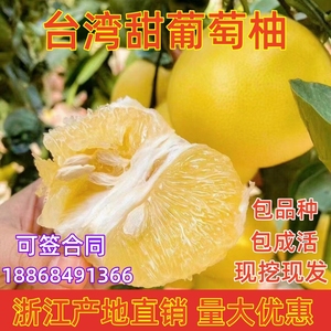 台湾甜葡萄柚苗黄心西柚苗 嫁接鸡尾葡萄柚树苗 黄金葡萄柚子树苗