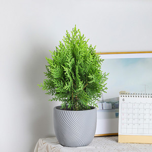 柏树盆景扁柏侧柏绿植室内除甲醛净化空气庭院绿化植物黄金松盆栽