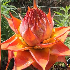 地涌红莲,地涌金莲,地涌橙莲地莲花,佛教圣花,小苗大苗带花苞.