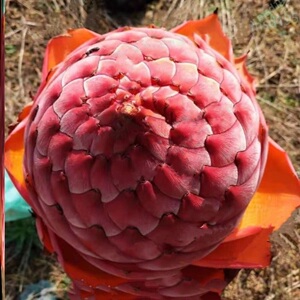 地涌红莲,地涌金莲,地涌橙莲地莲花,佛教圣花,小苗大苗带花苞包活