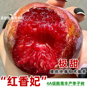 新品种嫁接红香妃李子树苗晚熟红肉杏李南北方种植当年结果树苗