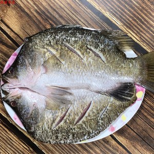 游龙斑开背鱼酒店半成品特色菜冷冻金目鲈鱼清蒸鱼龙斑鱼800-900g