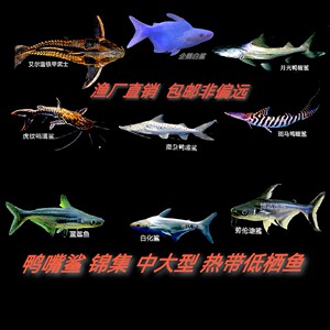 鲨鱼苗活体蓝鲨鱼白化鲨劳伦迪鸭嘴鲨中大型凶猛鱼观赏鱼淡水热带