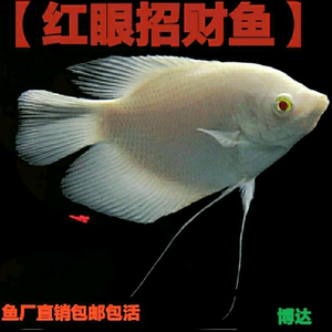 招财鱼 活体 鱼苗 红眼招财 古船 发财鱼白招财淡水观赏鱼热带鱼