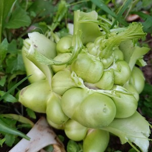 新鲜榨菜头青菜头5斤