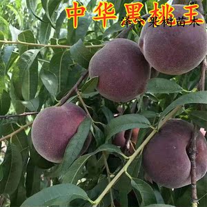 新品种中华黑桃王桃树苗地栽嫁接黑桃皇后树苗南北方种植当年结果