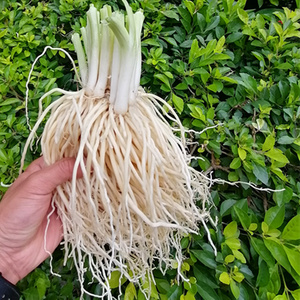 云南特产大韭菜