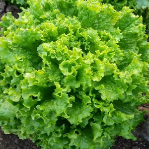 美国大速生生菜