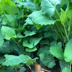 东北纯野生大耳毛种子香味浓山野菜种籽四季青菜籽农家蔬菜种孑